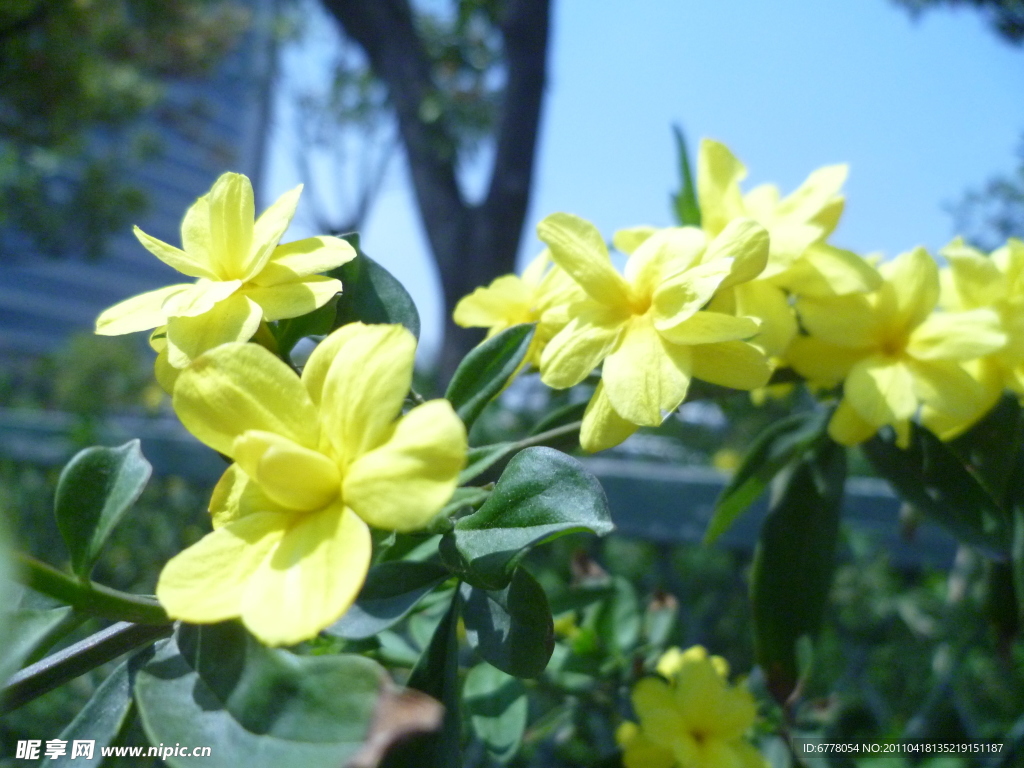 迎春花