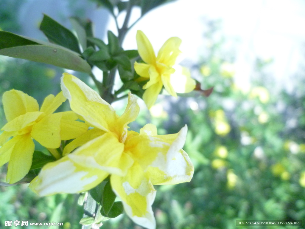 迎春花