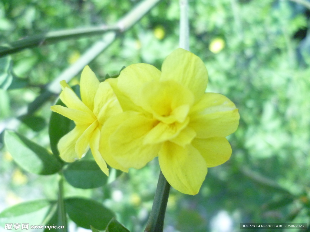 迎春花