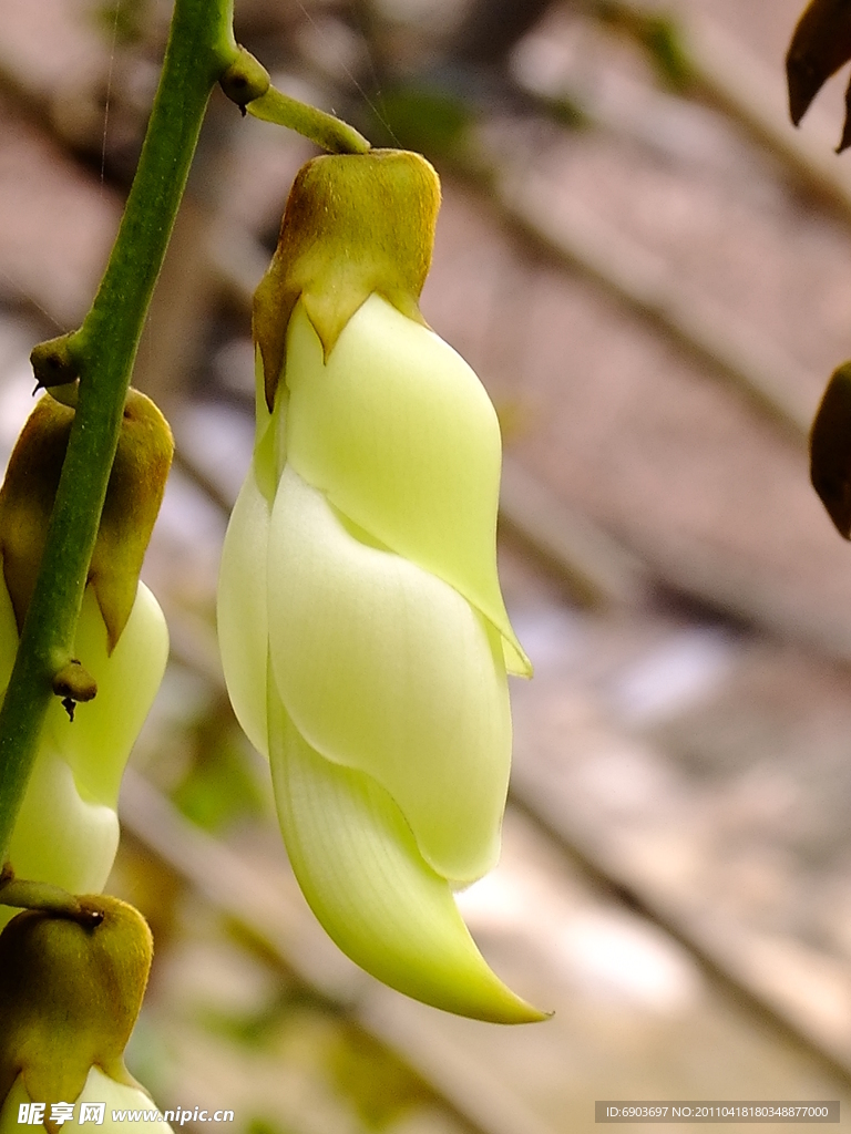 禾雀花