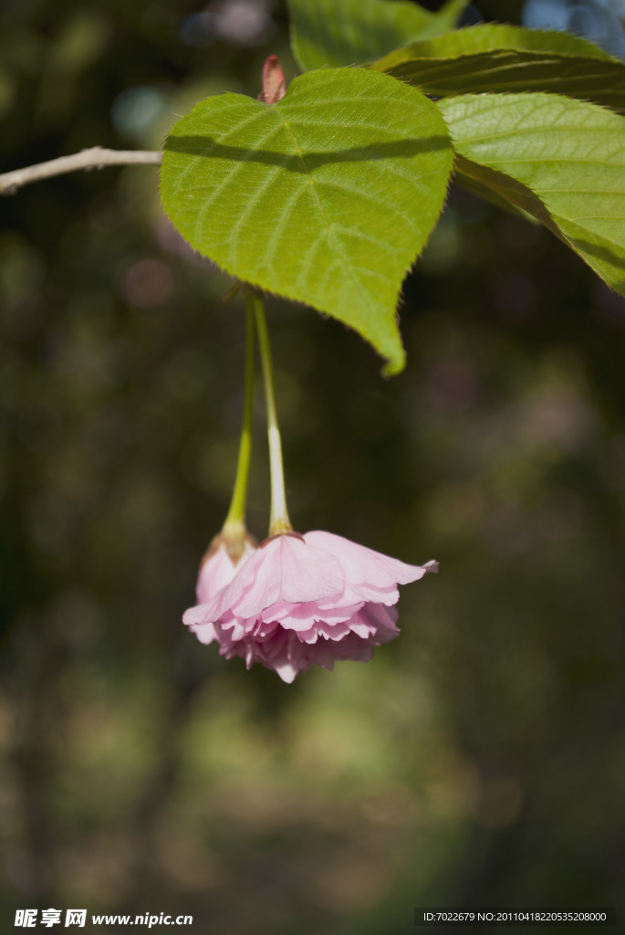 樱花