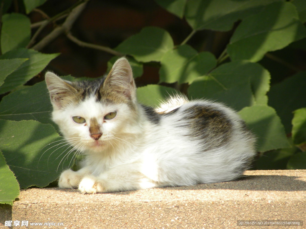 墙上小猫