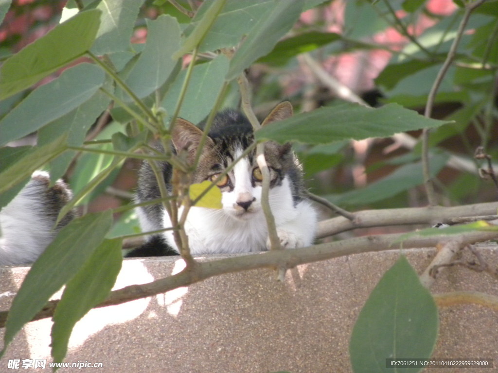 小猫