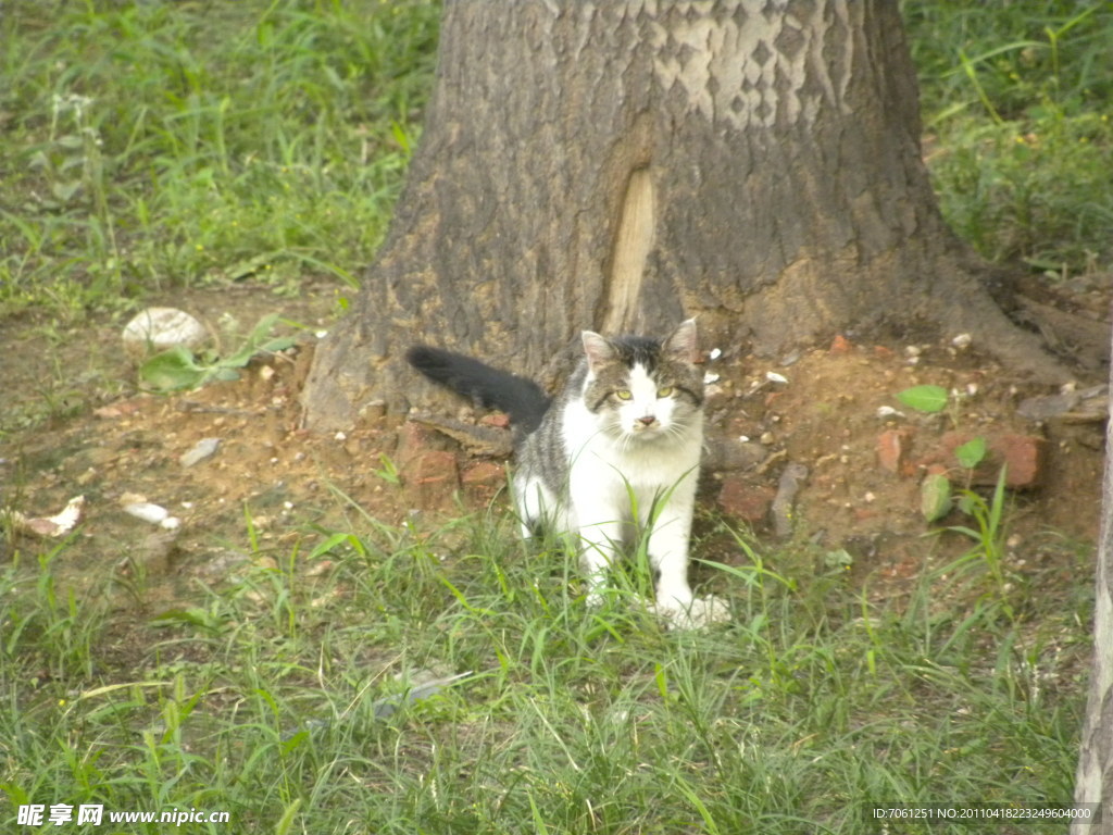 小猫