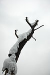 雪景