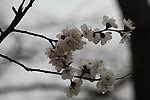 杏花