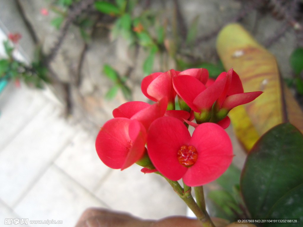 小红花