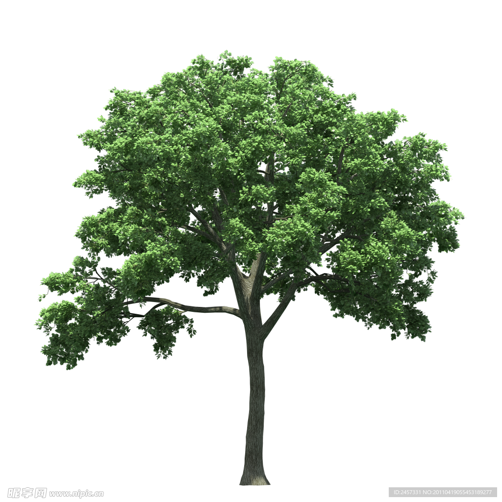园林树木绿树透明png