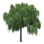 园林树木绿树透明png