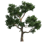 园林树木绿树透明png