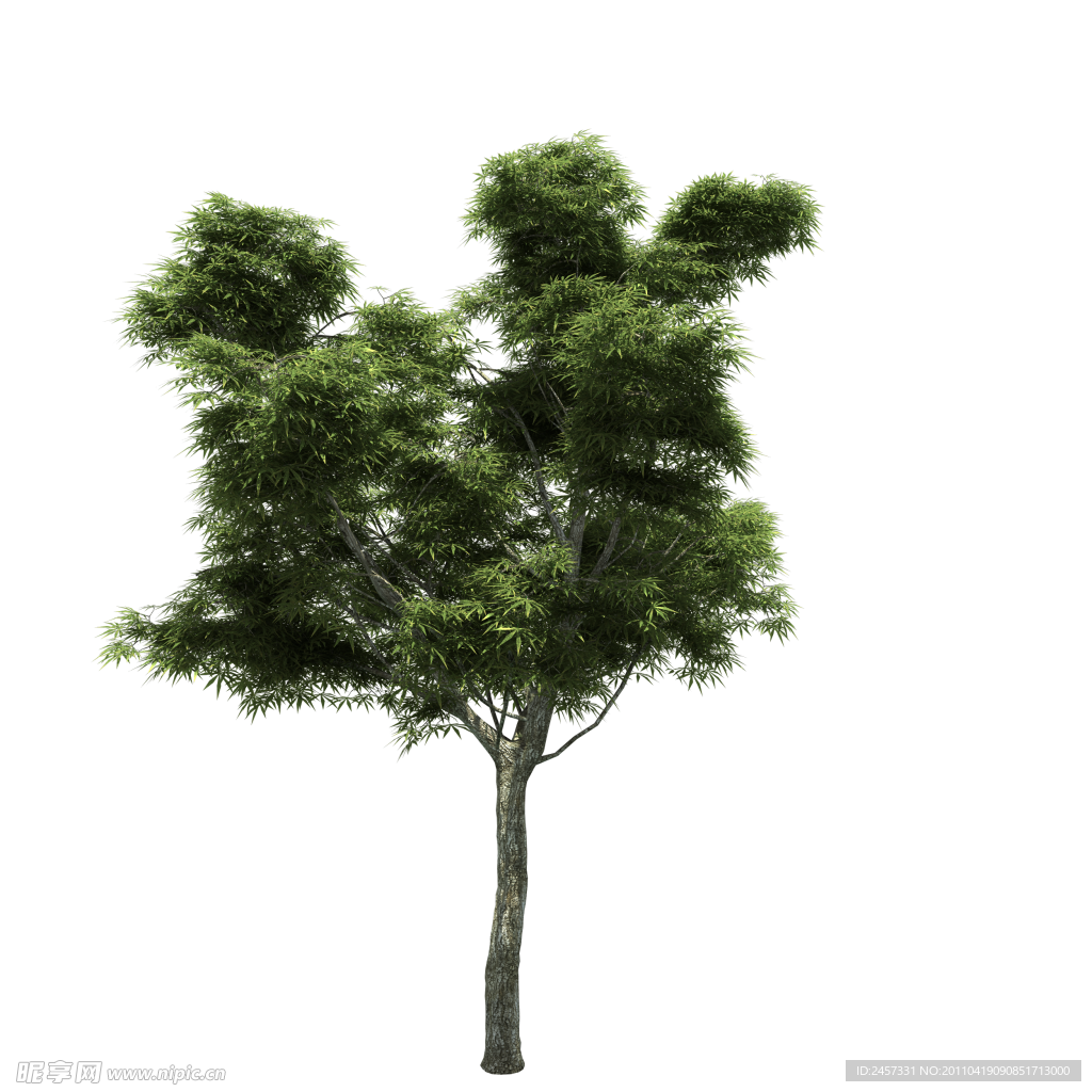 园林树木绿树透明png