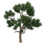 园林树木绿树透明png