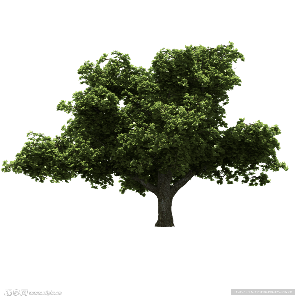 园林树木绿树透明png