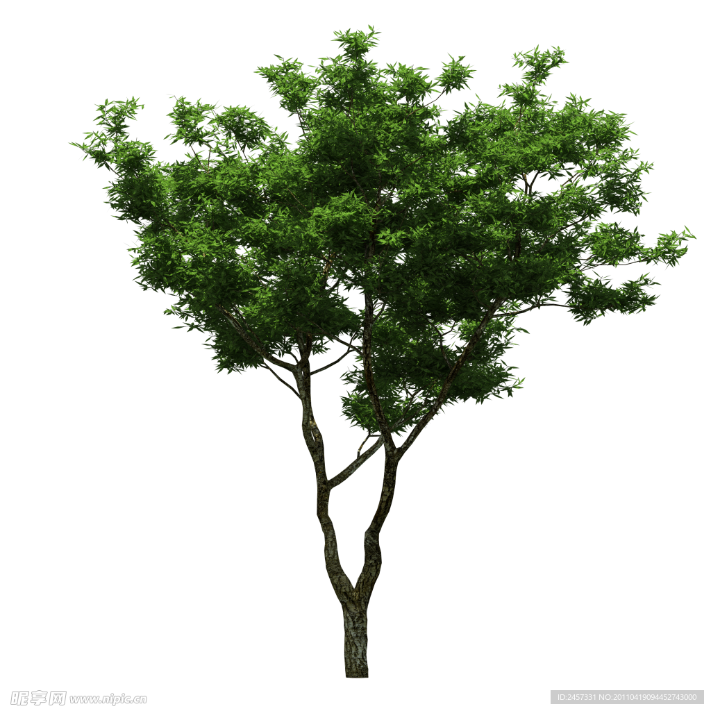 园林树木绿树透明png