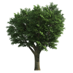 园林绿树树木透明png