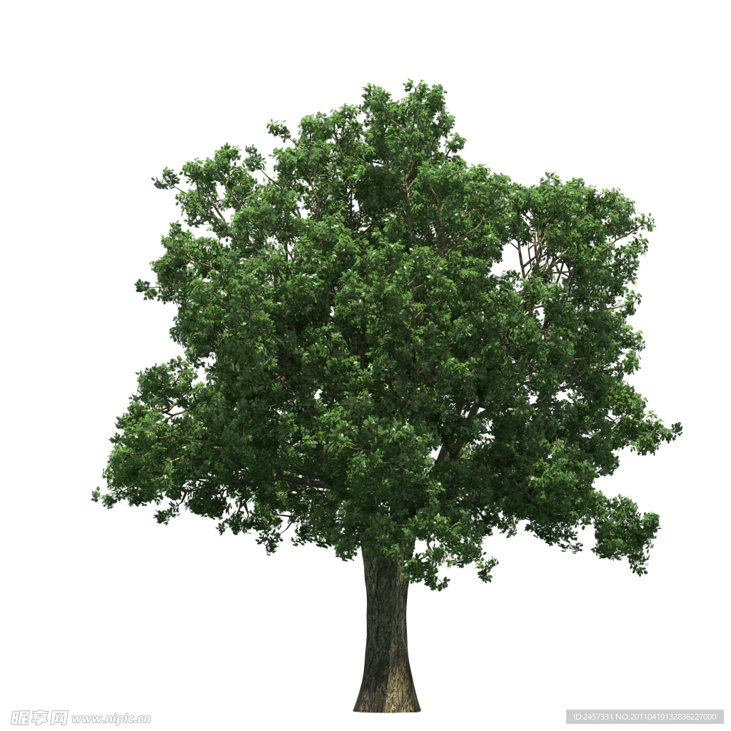 园林树木绿树透明png