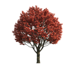 园林树木红叶透明png
