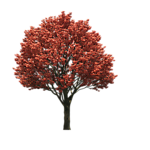园林树木红叶透明png