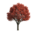 园林树木红叶透明png