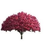 园林树木红叶透明png