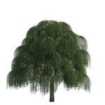 园林绿树树木透明png