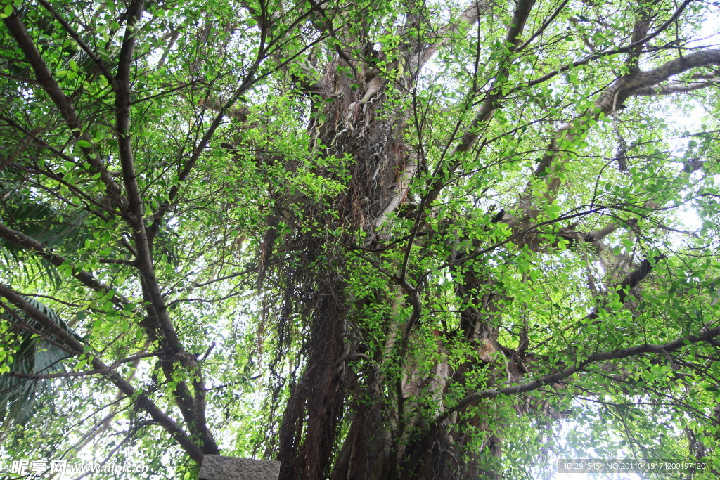 百年老树