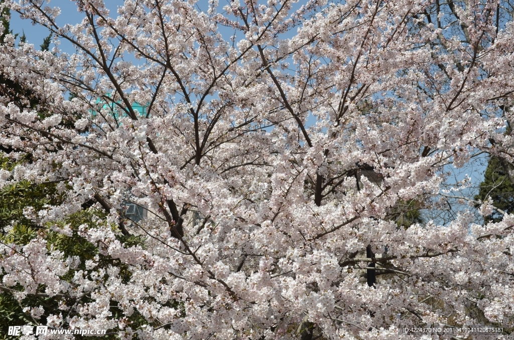 东京樱花