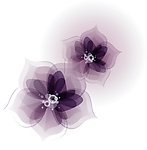 花纹