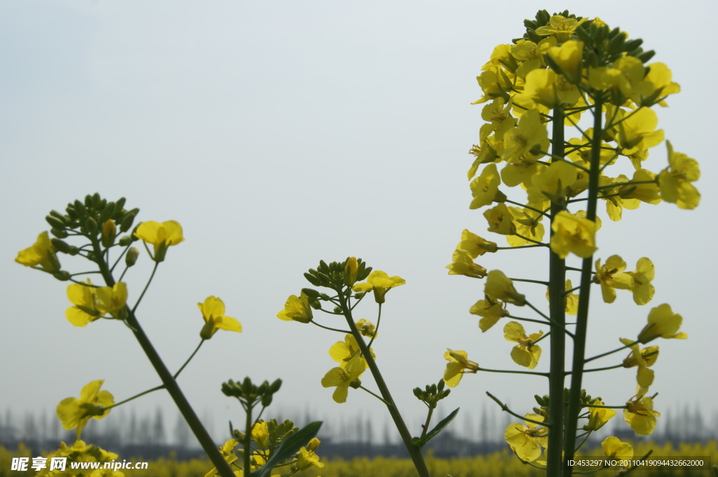 大圩东林油菜花