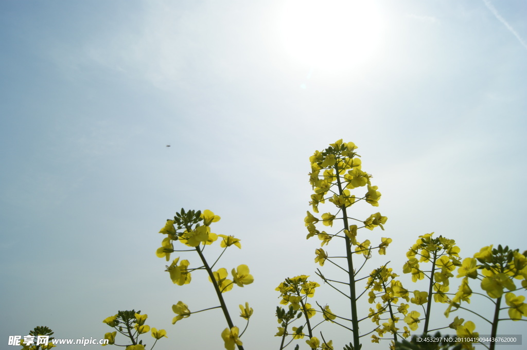 大圩东林油菜花