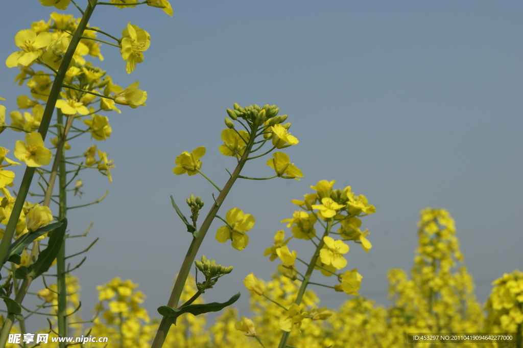 大圩东林油菜花