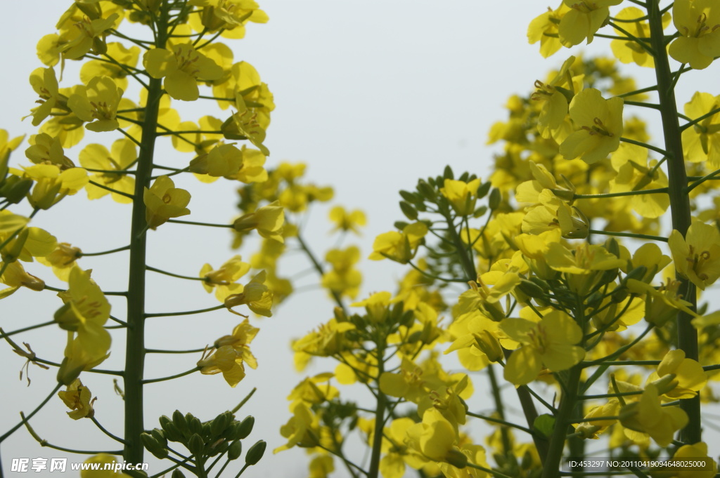 大圩东林油菜花