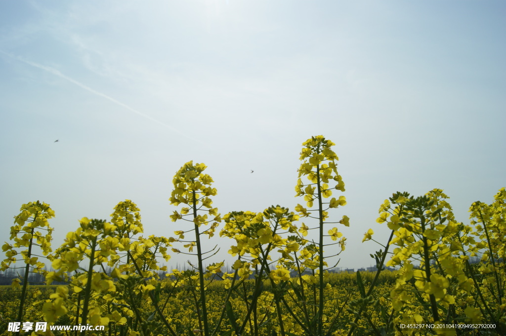 大圩东林油菜花