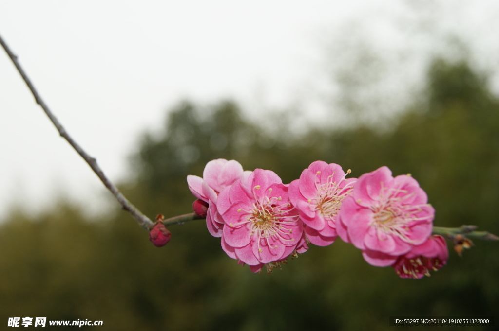 梅花