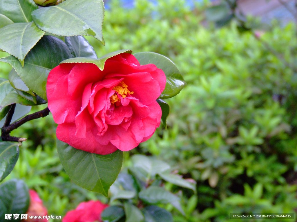 茶花