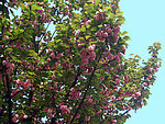 兴仁樱花