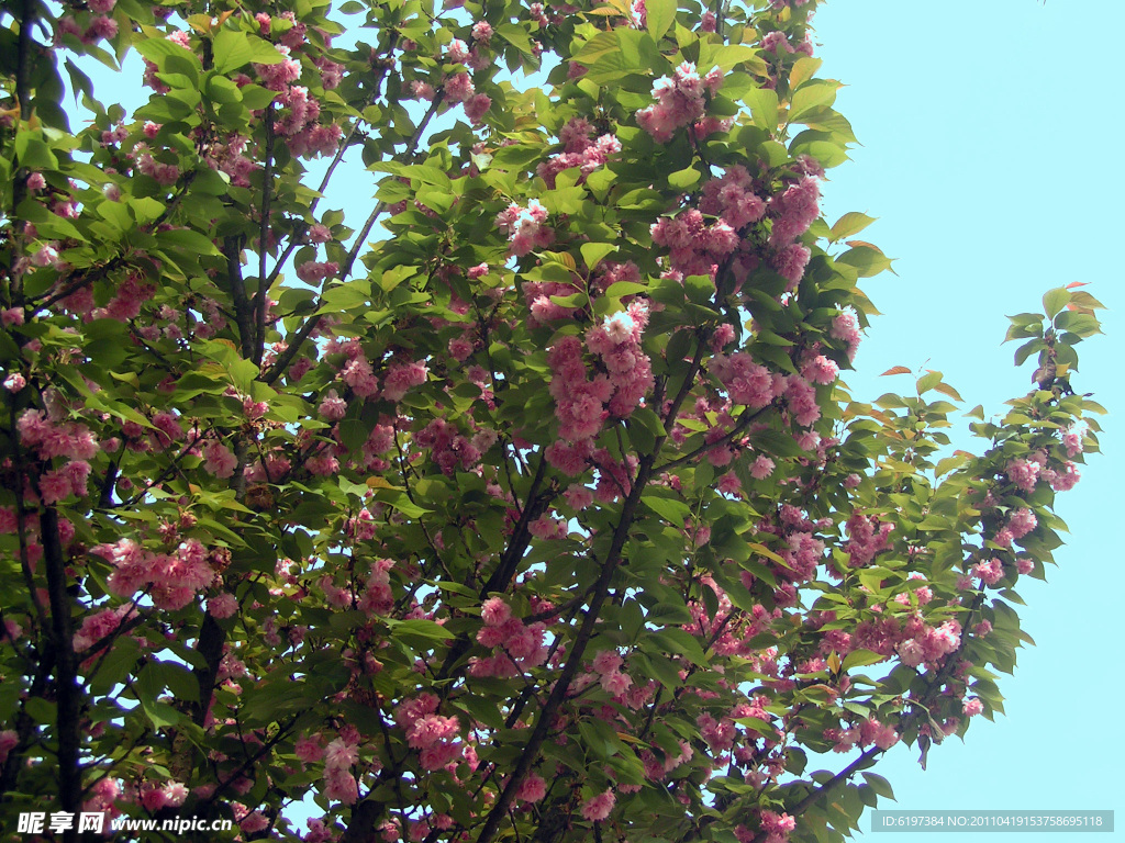 兴仁樱花