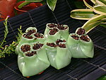 鲜虾菜苗饺