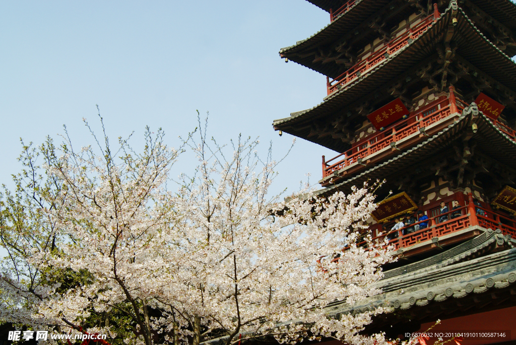 樱花与寒山寺