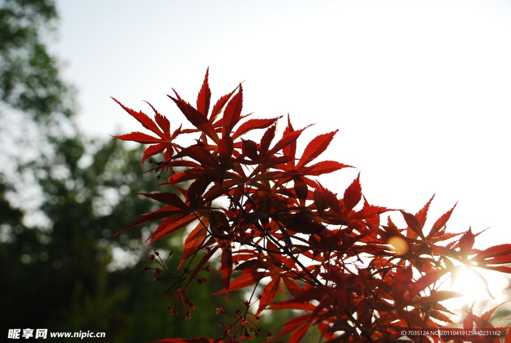 夕阳红枫