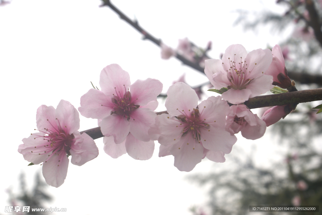美丽的桃花