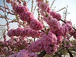 花树美丽春天
