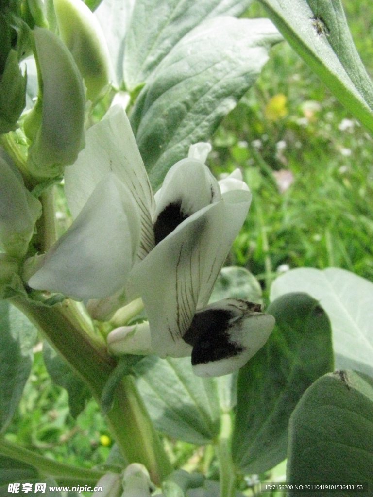 蚕豆花
