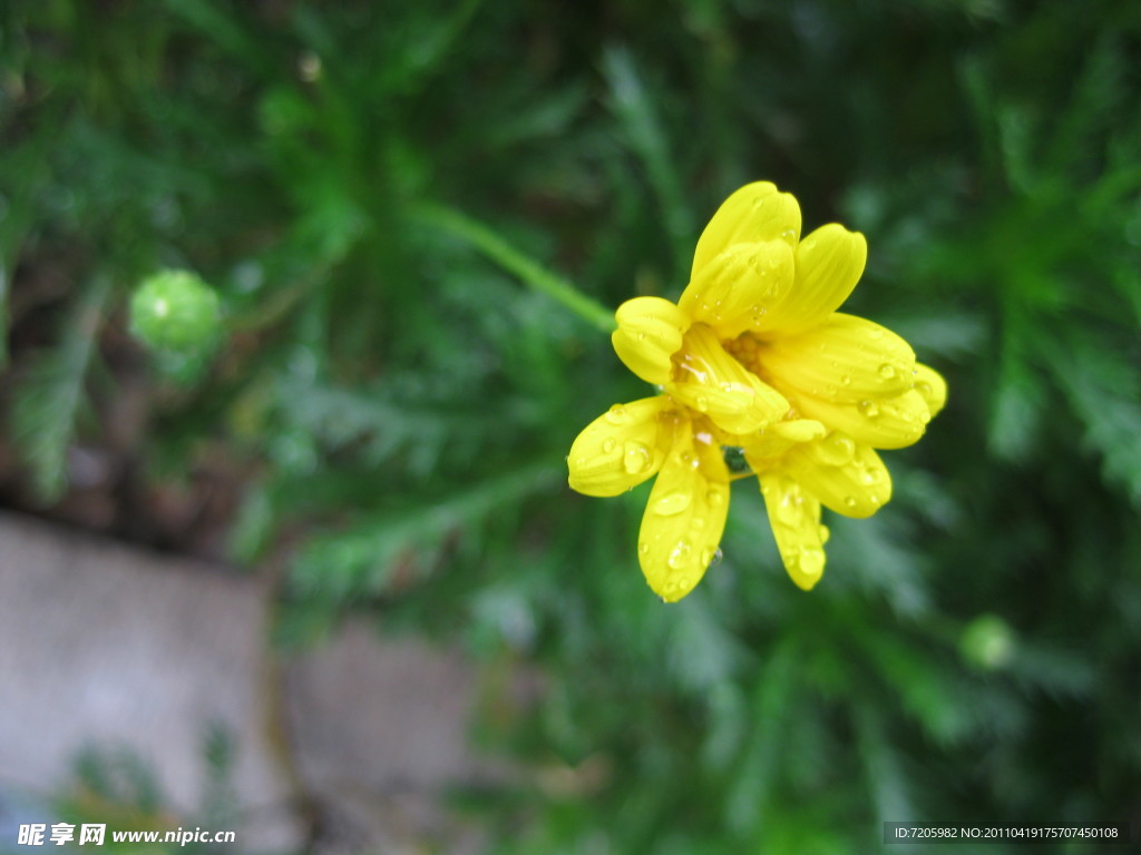 雨后黄花