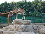 野生动物
