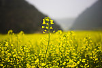 油菜花