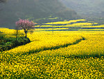 油菜花