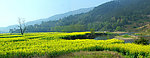 油菜花 （模糊）