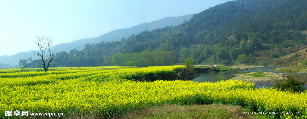 油菜花 （模糊）