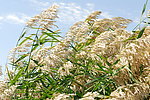 居延海芦苇荡